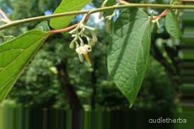 augmented_Alangium begoniaefolium flower6_0_3008.jpeg